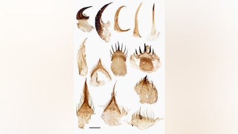 Toothy 'penis worm' from Cambrian period discovered