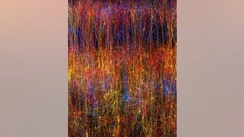 Rat brain reconstructed in a computer