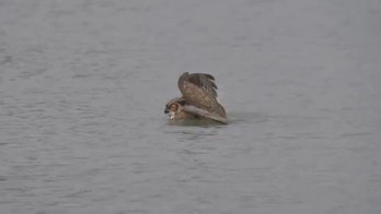 Swimming owl caught on video