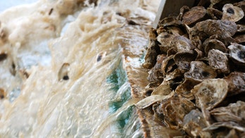 Acidic Chesapeake Bay Water could threaten oysters