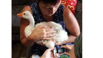 Ozzie the goose gets a new 3D-printed leg