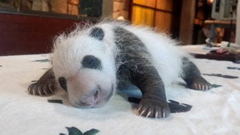 Aww! Panda cub Bei Bei is a 'precious treasure'