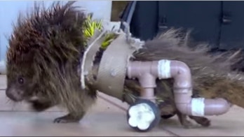 Paraplegic porcupine gets wheelchair made from plastic plumbing pipes