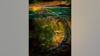 Aww! Primordial reptile fossils show mother caring for babies