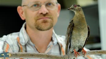 Humans killed off passenger pigeons but may try to bring them back