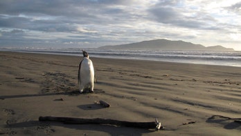Penguins rapidly conquered New Zealand after humans ate rivals
