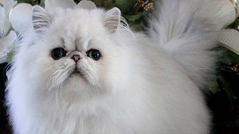 Iran mulls Persian cat as next animal astronaut