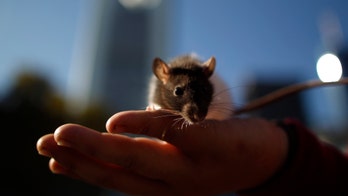 Researchers create quad-core computer from four rat brains