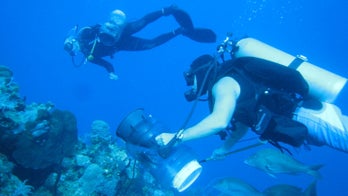 Grand Cayman is the lionfish hunting capital of the world