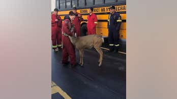 Deer spotted hugging firefighter on Canada ferry