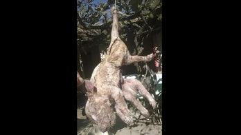 'Octo-pigs' and 'demon goats': Why are mutant animals being born in Argentina?