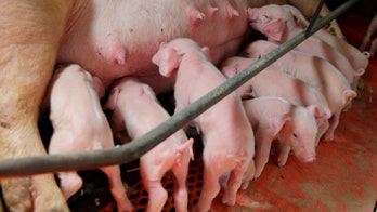 Deadly pig virus likely to ease in US by year's end, expert claims