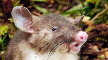 This pig-nosed rat with vampire teeth will haunt your dreams