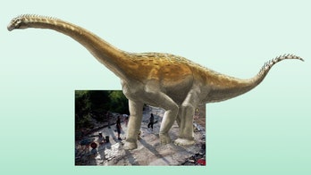 110 giant steps: Long-necked dinosaur breaks record for longest trackway