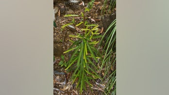 Scientists look to mine metals from plants