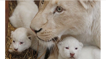 Rare white lion triplets born in Poland