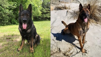 Massachusetts State Police in search of 'forever homes for 2 retired dogs'