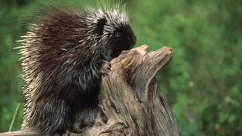 Researchers use porcupine quills to create new shots, medical adhesives