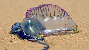 South Carolina beach sees rise in Man O'War stings, sightings, officials say