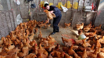 One source of China bird flu virus found