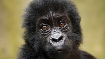 25 primate species in Africa, Asia reported on brink of extinction from deforestation, hunting