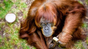 Zookeeper's heartfelt tribute to world's oldest Sumatran orangutan