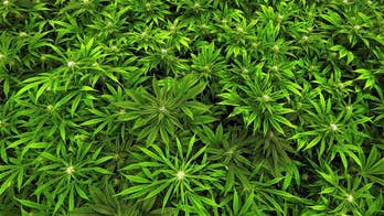 Publix heiress gives $800G to fight medical marijuana