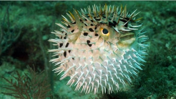 Pufferfish pain relief? Doctors use fish’s neurotoxin to improve lives of cancer patients