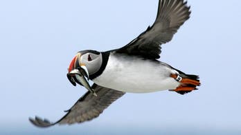 US Atlantic puffin population in peril as fish stocks shift, ocean waters heat up