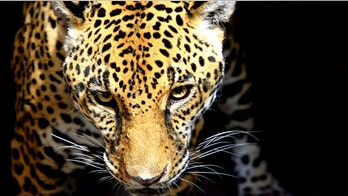 Jaguar injures man at Florida zoo