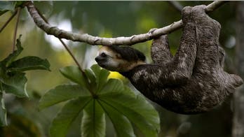 9 facts about animals you wish you didn't know