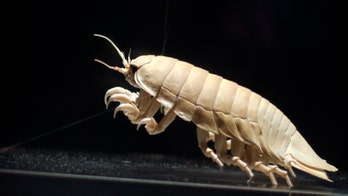 Scientists make new find in photos of freakish shark