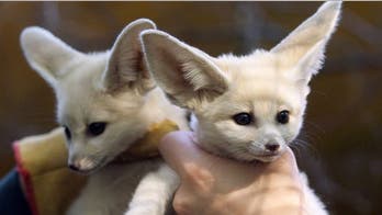 Animals you didn't know you could have as pets
