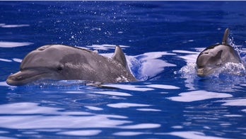 30 large dolphins beach themselves in northeastern Brazil; 7 die, news reports say
