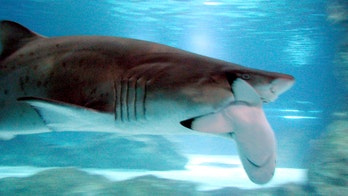 Three deadliest sharks named