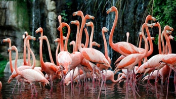 Mysterious German zoo flamingo deaths solved