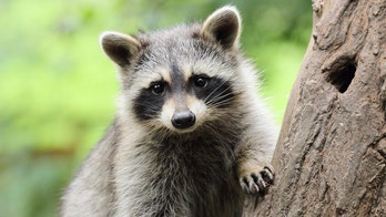 'Drunk' raccoons spotted stumbling around in Canadian neighborhood
