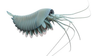 Ancient 4-eyed predator wielded wicked toothy claws