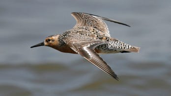 US names red knot bird a threatened species