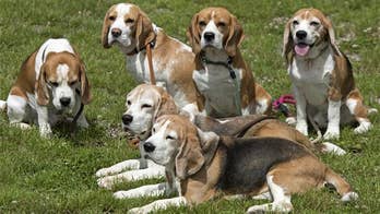 Researchers under fire for study that ended with 6 beagles dead