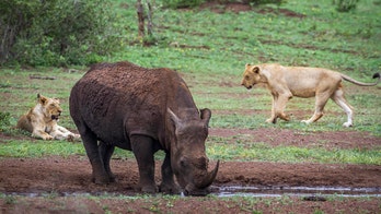 'Gang' of rhino poachers mauled to death by pride of lions after breaking into game reserve