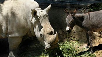 At zoo, donkey pals calm restless rhino