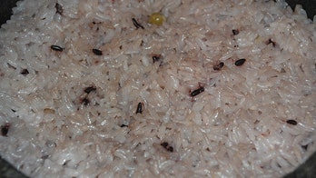 Japan Finds Radiation in Rice, More Tests Planned