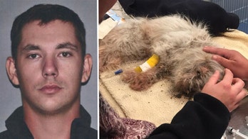 Massachusetts man buried dog alive because it didn't get along with kitten: reports