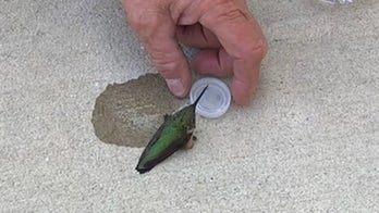 South Carolina firefighters praised for rescuing 'exhausted' hummingbird