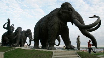 Jurassic Park? Mammoth fragments from Siberia may be clonable