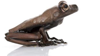 60 new species discovered in 'tropical Eden'