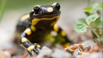 Salamanders may hold the key to regrowing human limbs, study finds