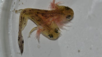 Two-headed baby salamander isn't radioactive, but it is weird