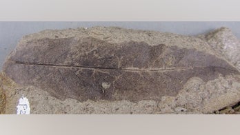 Fossils of dinosaur-era forest fire discovered in Canada